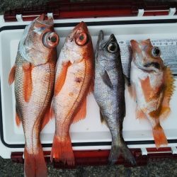 ジギング釣り果